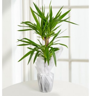 İkili Yucca Çiçeği